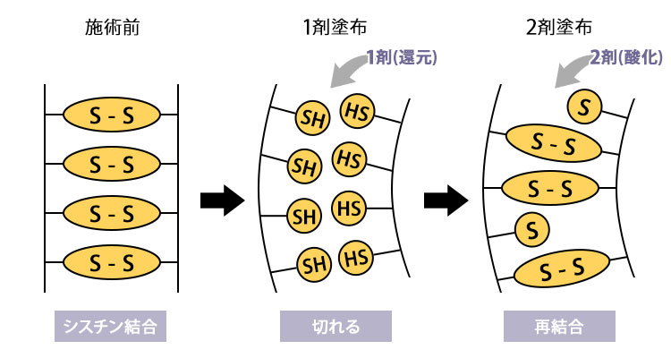 まつげパーマの仕組み